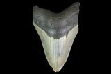 Fossil Megalodon Tooth - North Carolina #124931-1